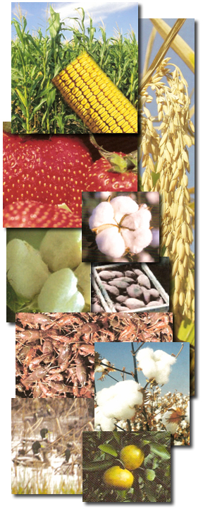 Collage of pictures of stawberries, corn, rice, cotton, crawfish, ducks, and sweet potatos